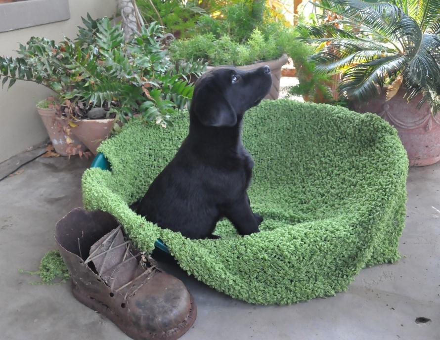 Ch Bunnichem Fitz Roy Of Abiento — Labrador dog photo 1