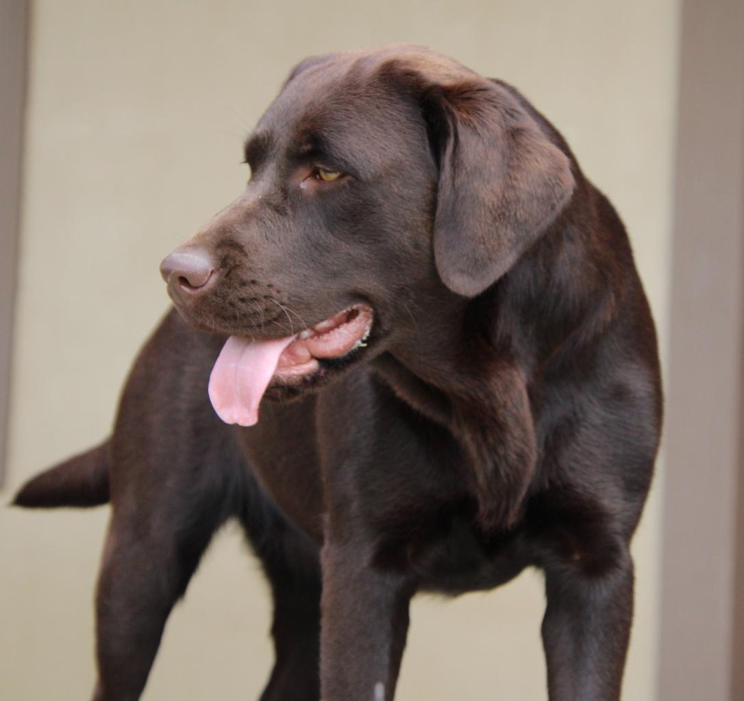 Abiento Imoya — Labrador dog photo 1