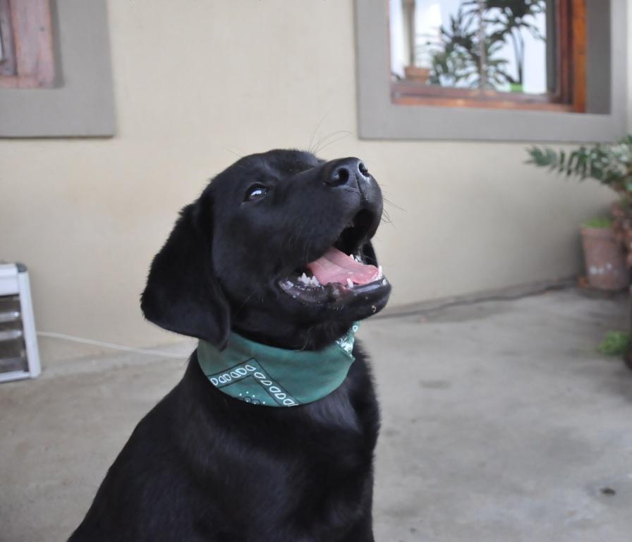 Ch Bunnichem Fitz Roy Of Abiento — Labrador dog photo 2