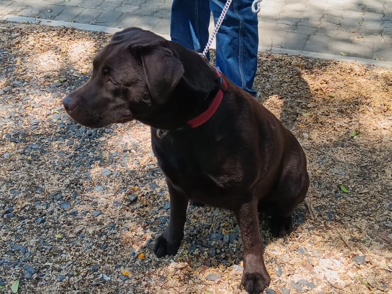 Abiento Navi — Labrador dog photo 1