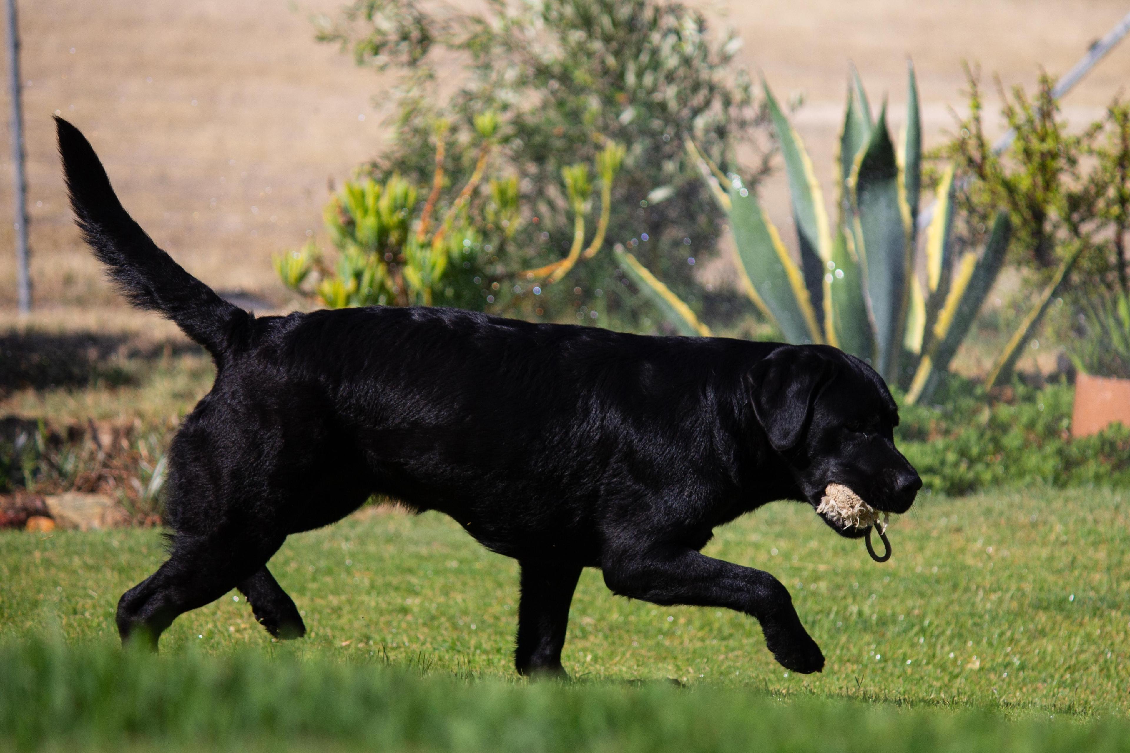 Pothiphar Pure Joy Of Abiento — Labrador dog photo 1