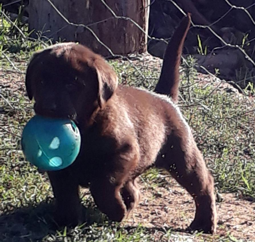 Abiento Labrador puppy, April 2019