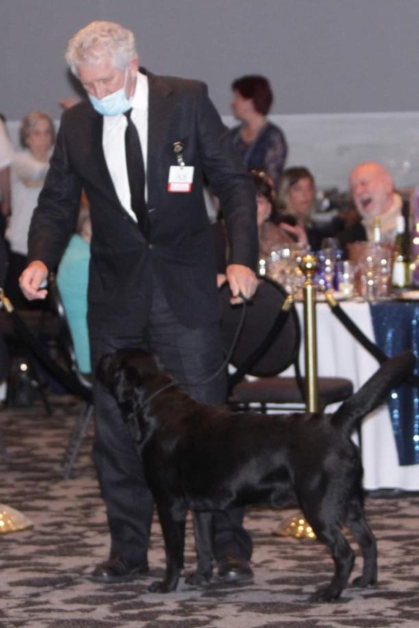 Ch Bunnichem Fitz Roy Of Abiento — Labrador dog photo 3