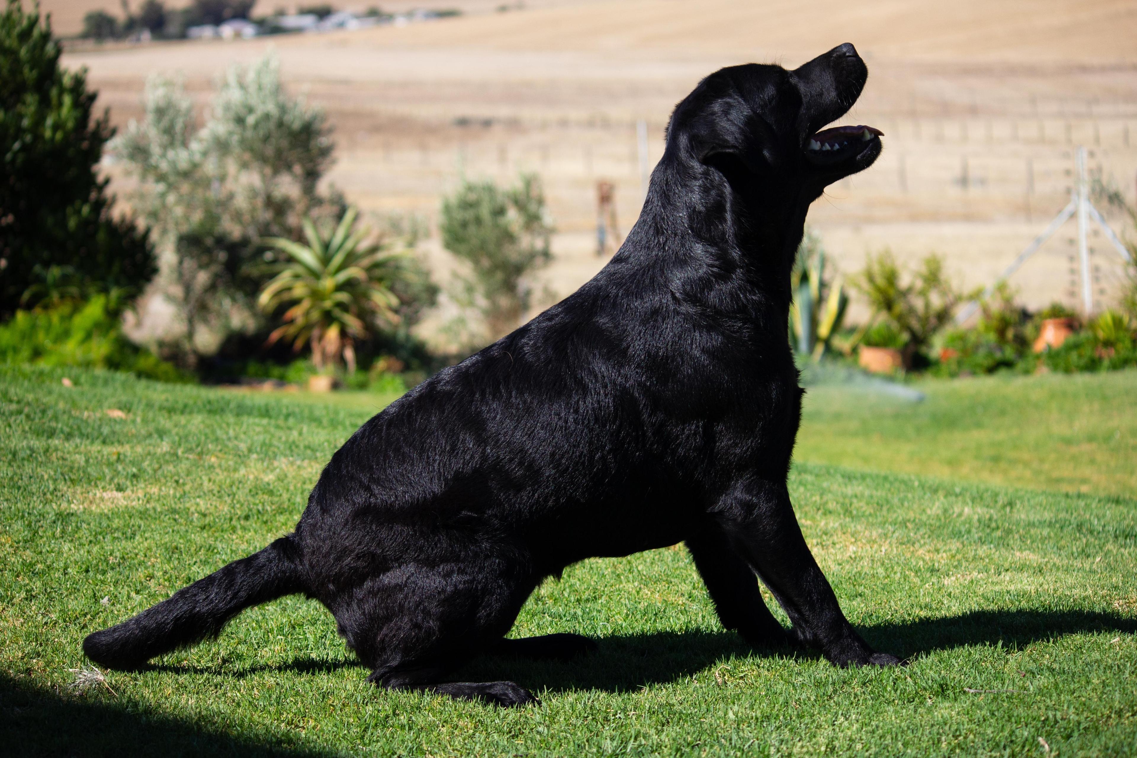 Pothiphar Pure Joy Of Abiento — Labrador dog photo 2