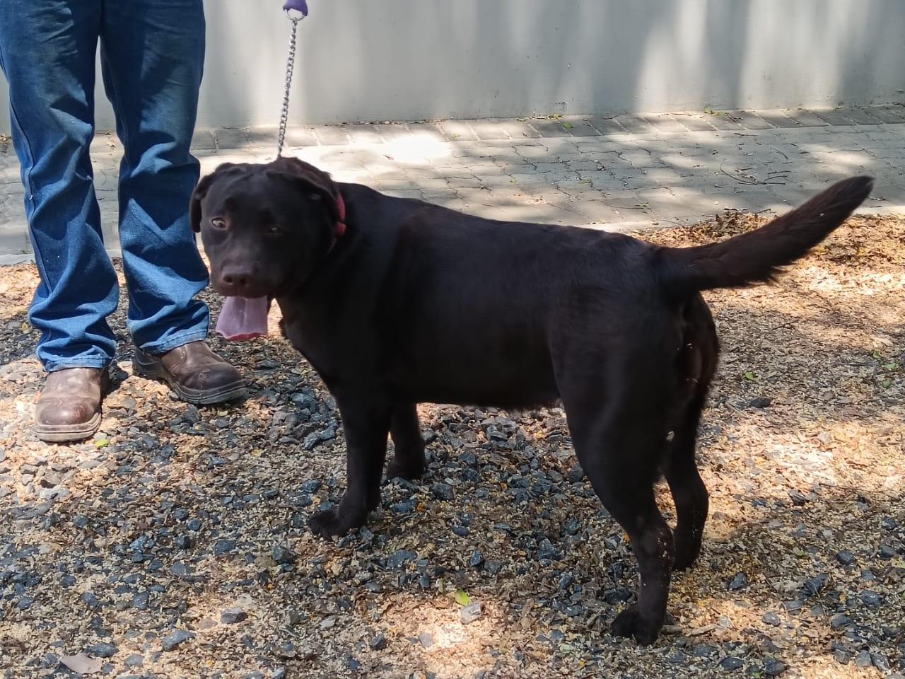 Abiento Navi — Labrador dog photo 2