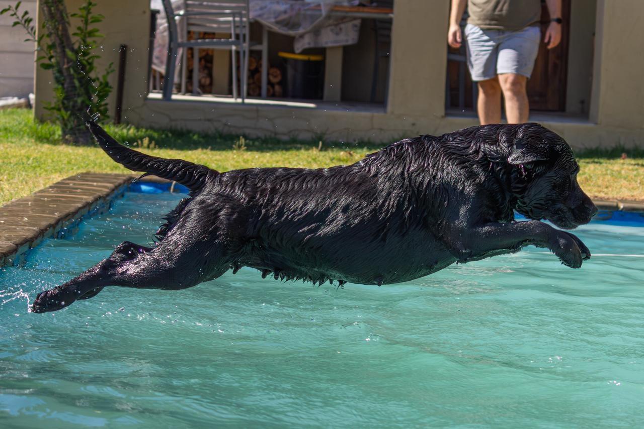 Pothiphar Pure Joy Of Abiento — Labrador dog photo 3
