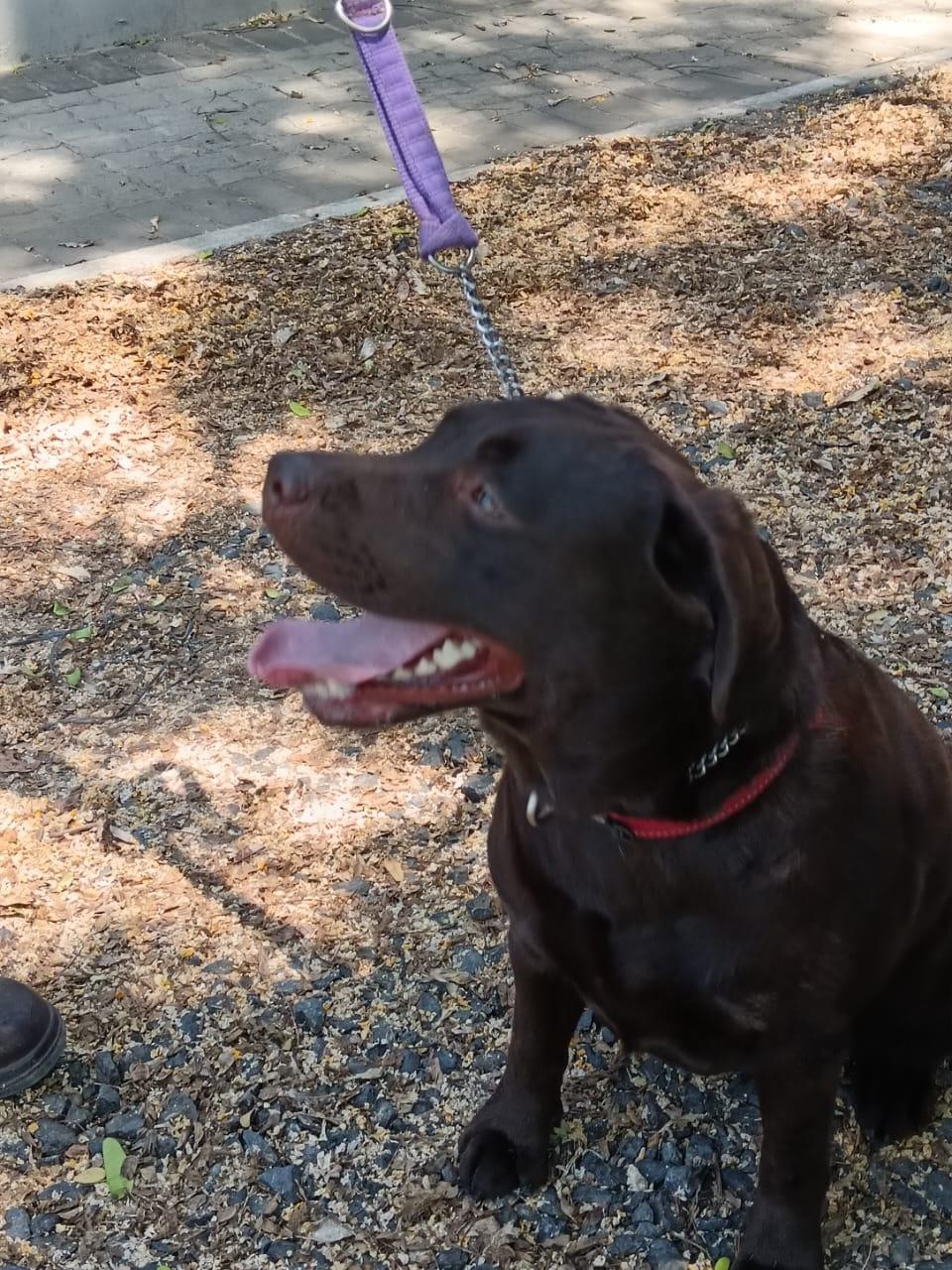 Abiento Navi — Labrador dog photo 3