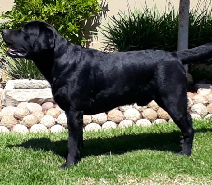 Ch Bunnichem Fitz Roy Of Abiento — Labrador dog photo 4