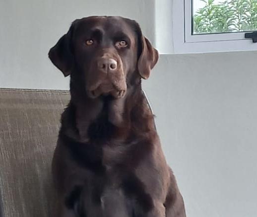 Abiento Imoya — Labrador dog photo 4