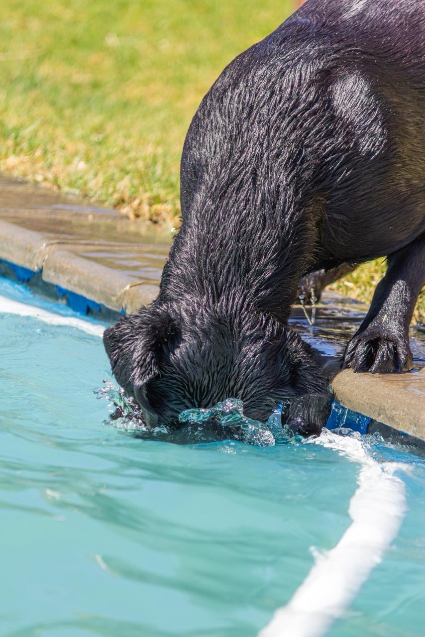 Pothiphar Pure Joy Of Abiento — Labrador dog photo 4