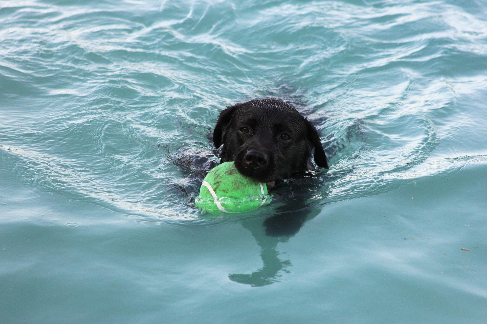 Pothiphar Pure Joy Of Abiento — Labrador dog photo 5