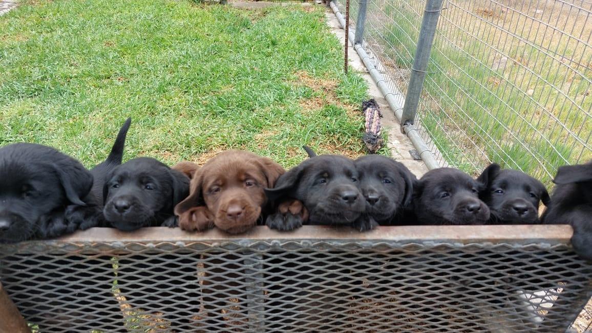 Abiento Labrador puppies, litter 2023