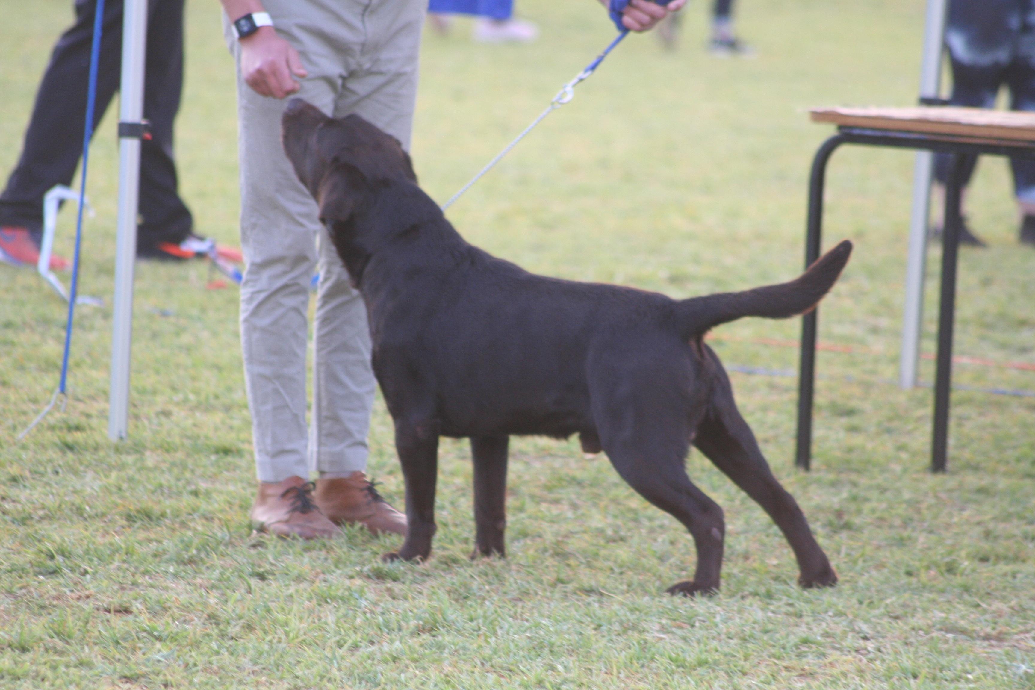 Casimiro Markus Of Rowania — Labrador dog photo 1