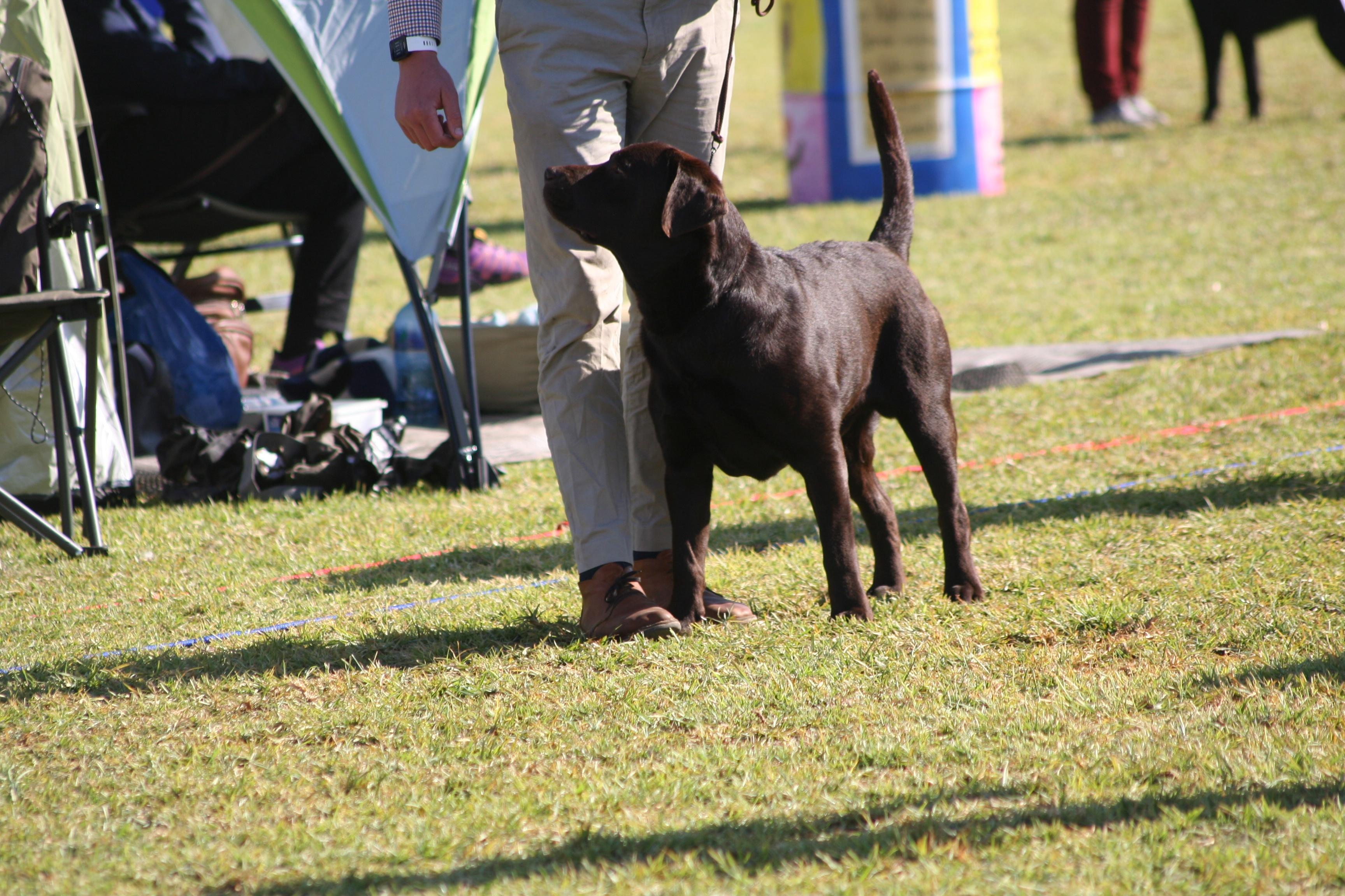 Casimiro Markus Of Rowania — Labrador dog photo 2