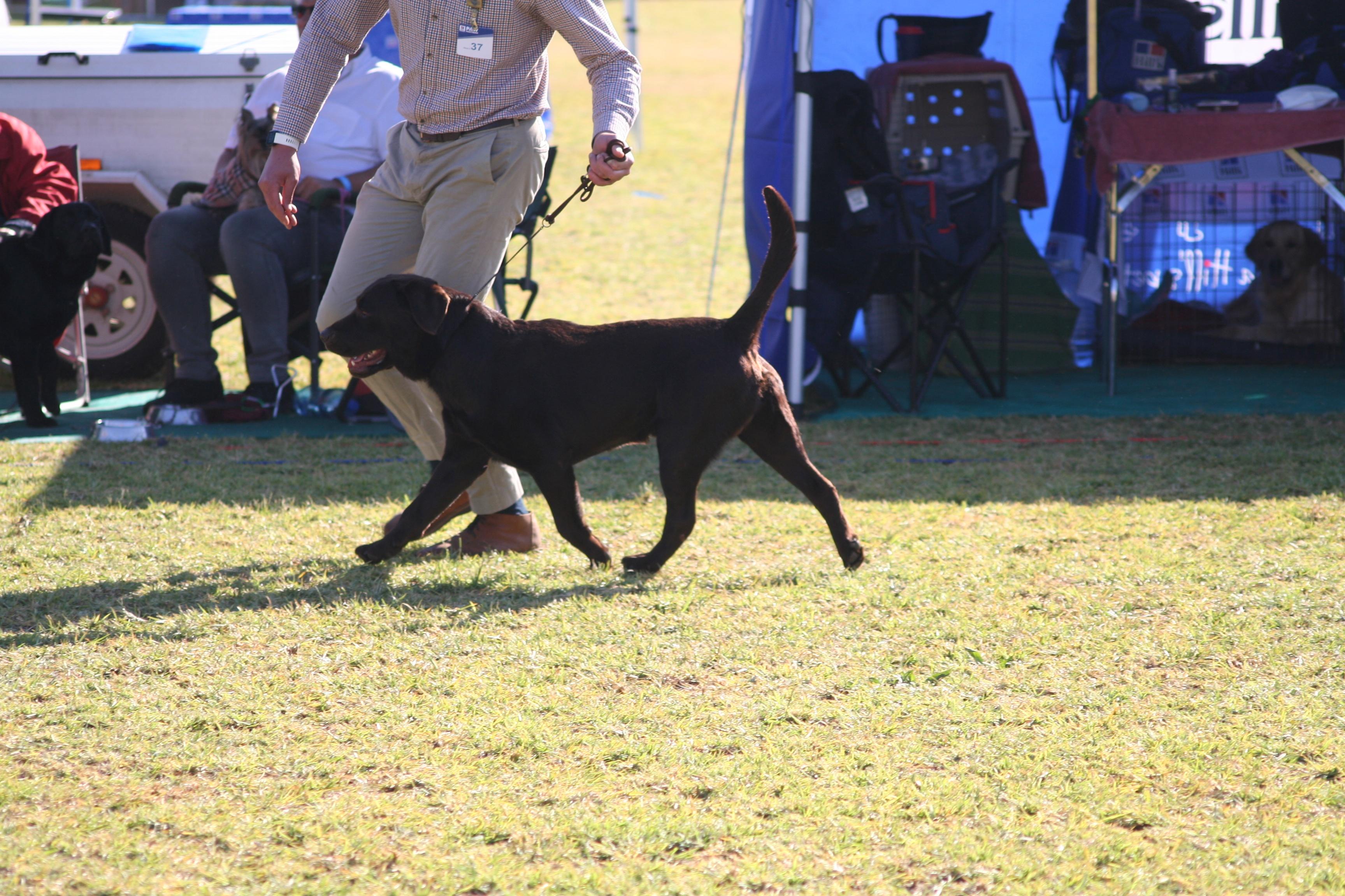 Casimiro Markus Of Rowania — Labrador dog photo 3