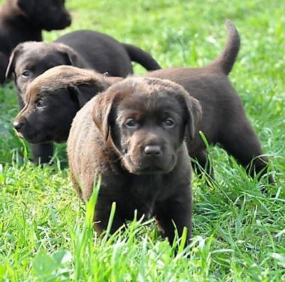 Mocha, chocolate Labrador at Abiento, 2017
