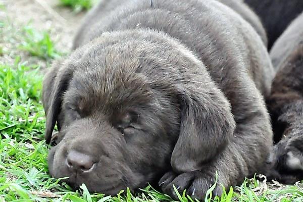 Mocha Labrador portrait, 2017