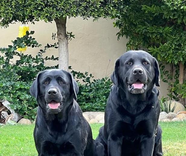 Abiènto Labradors dogs at Moya Farm, Wellington