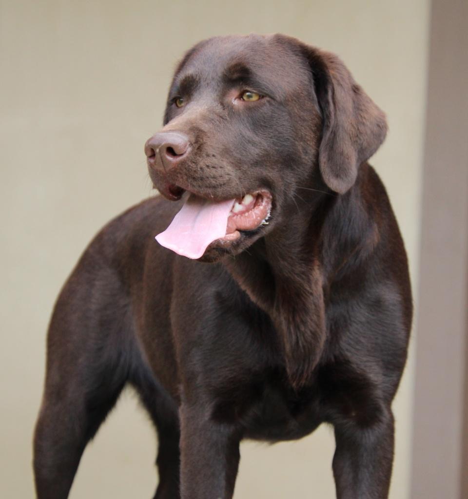 iMoya Labrador portrait