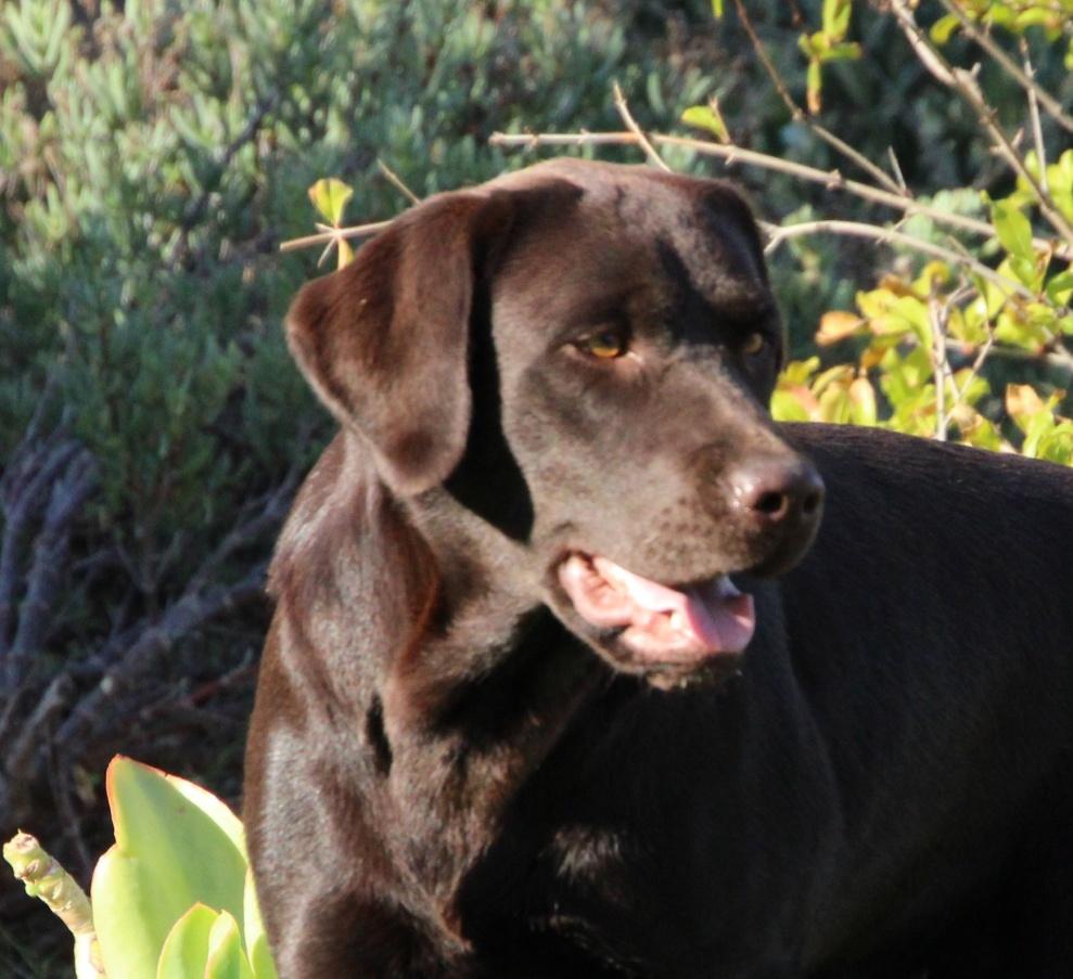 iMoya Labrador at Moya Farm