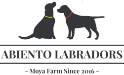Abiento Labradors at Moya Farm