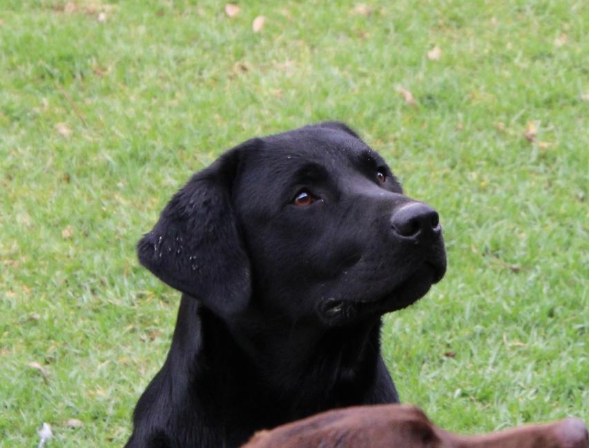 Abiento Luna Umbra — Labrador dog photo 1