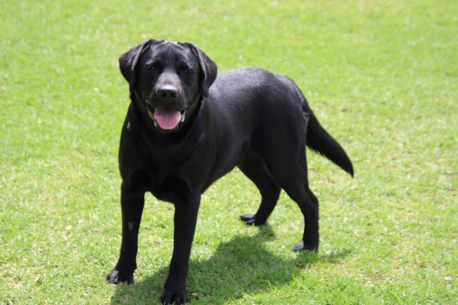 Abiento Luna Umbra — Labrador dog photo 2