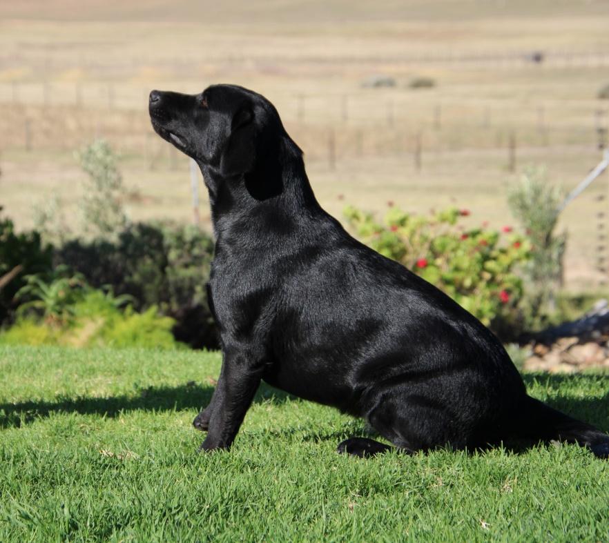 Luna, Abiènto Labrador