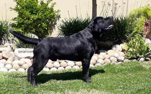 Ch Bunnichem Fitz Roy Of Abiento