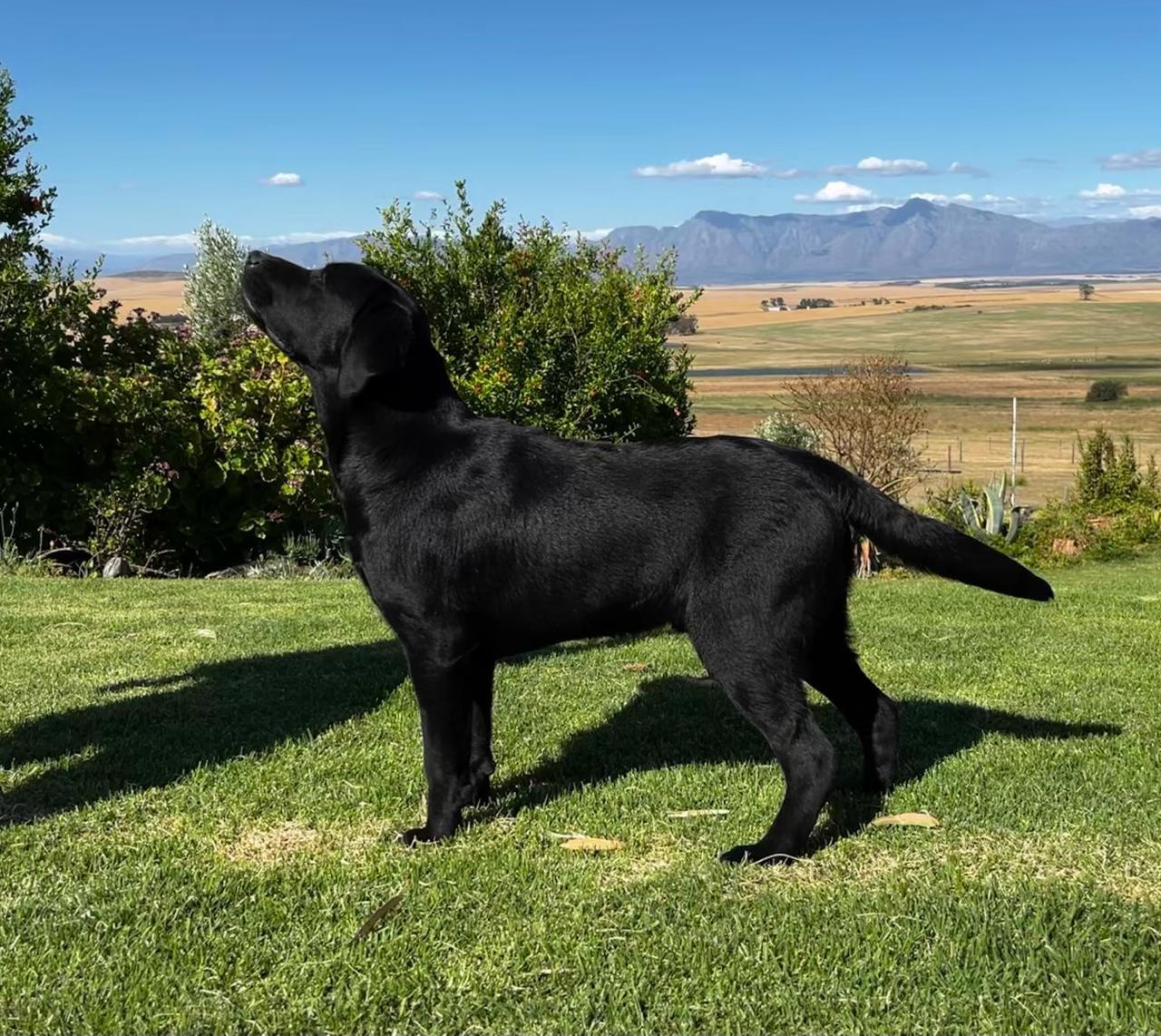 Dwarsberg Max Of Abiento — Labrador dog photo 1