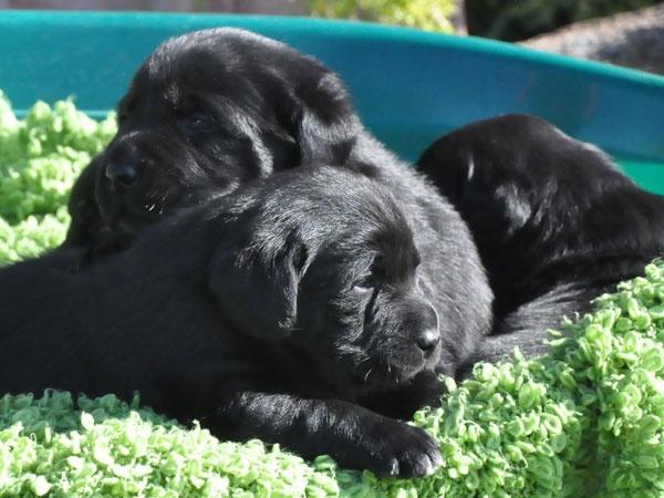 Milo with puppies, Abiento Labradors