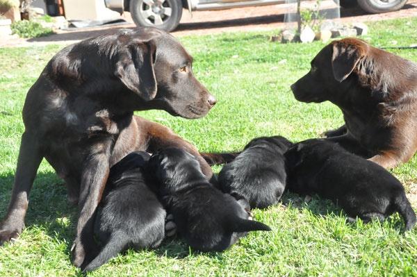 Milo and puppies, Abiento Labradors