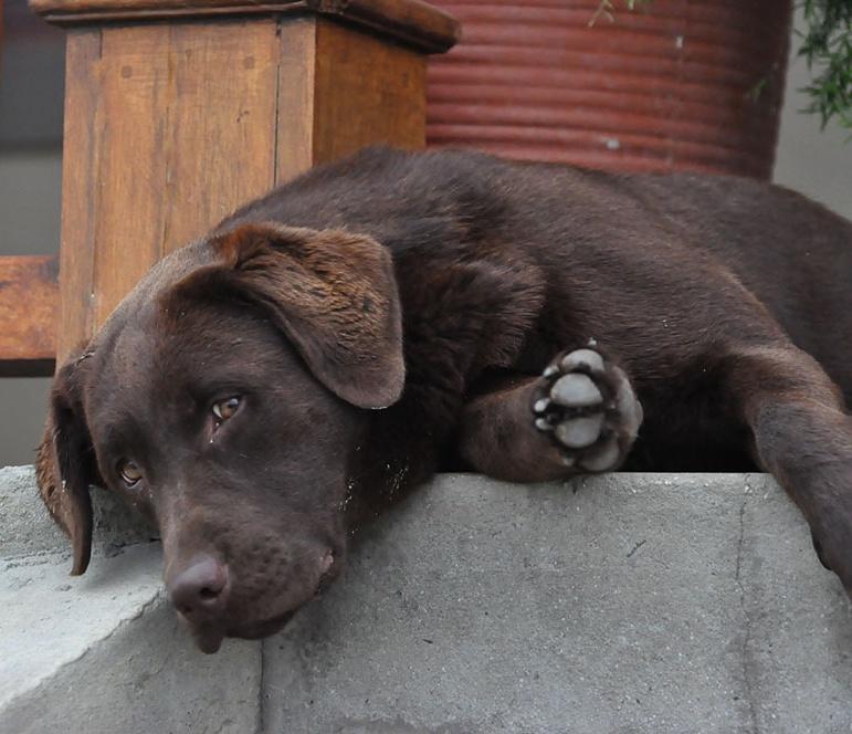 Mocha, chocolate Labrador at Abiènto