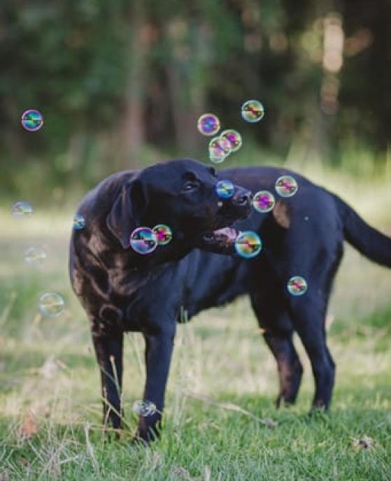 Abiento Ophelia — Labrador dog photo 1