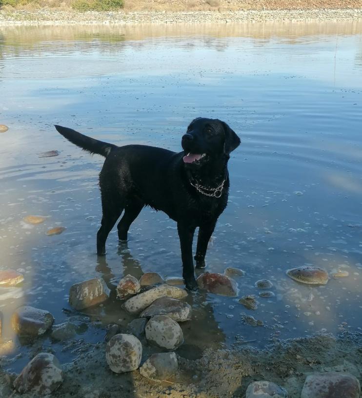Abiento Ophelia — Labrador dog photo 2