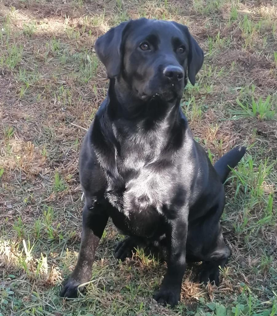Abiento Ophelia — Labrador dog photo 3