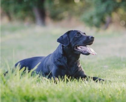 Abiento Ophelia — Labrador dog photo 4