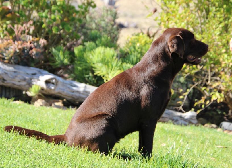 Ch Amadeuze Antiqua Classic of Abiento — Labrador dog photo 1