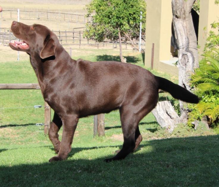Ch Amadeuze Antiqua Classic of Abiento — Labrador dog photo 4