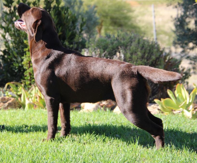 Ch Amadeuze Antiqua Classic of Abiento — Labrador dog photo 2