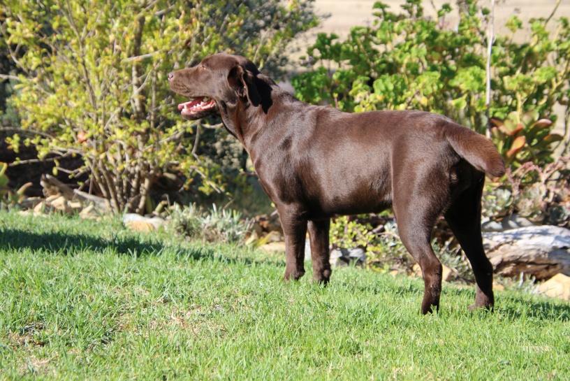 Ch Amadeuze Antiqua Classic of Abiento — Labrador dog photo 3